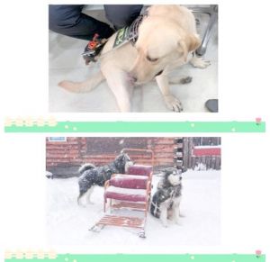 忠诚帮手与情感支柱（小狗的本领是什么）