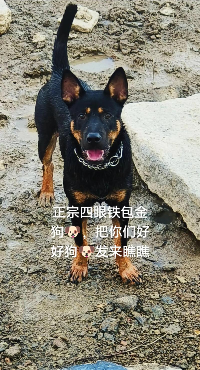 颜值安全等问题困扰(为什么不建议养土狗) 颜值安全等问题困扰(为什么不建议养土狗)