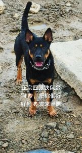 颜值安全等问题困扰（为什么不建议养土狗）