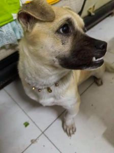 选对犬种 注意喂食 清洁口腔防地包天（挑狗狗如何避免地包天的方法）