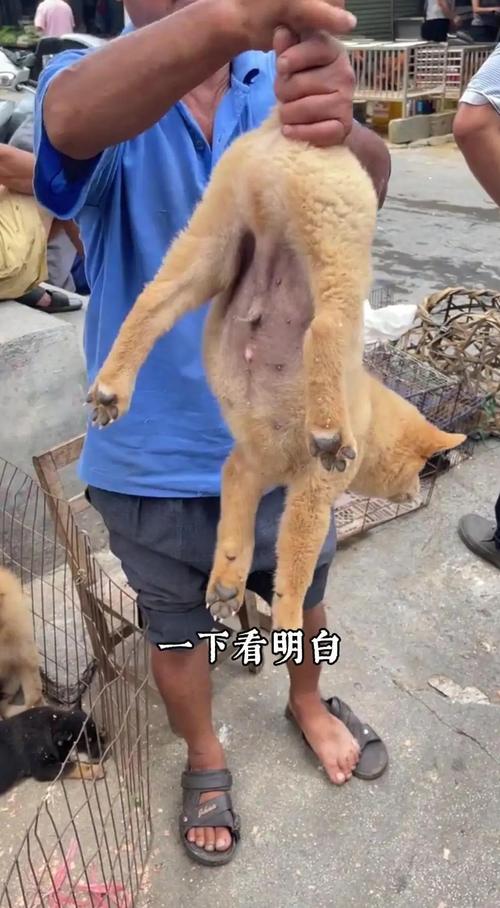 鼻子长软灵活,尾巴竖中,舌头像花,黄毛配白脸(挑狗秘诀老辈人口传) 鼻子长软灵活,尾巴竖中,舌头像花,黄毛配白脸(挑狗秘诀老辈人口传)