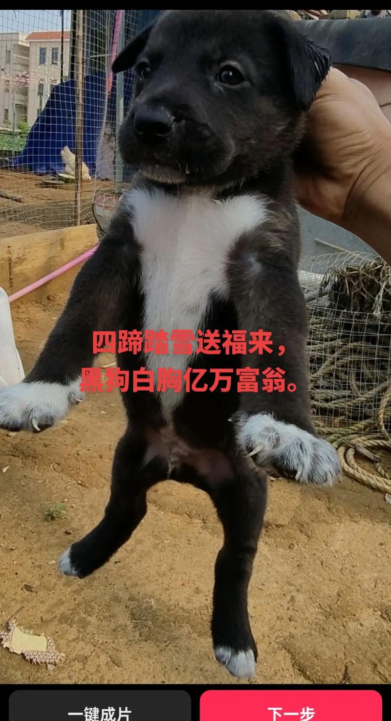 面相吉祥,好运连连!(黑狗白蹄白胸脯有什么讲究吗) 面相吉祥,好运连连!(黑狗白蹄白胸脯有什么讲究吗)