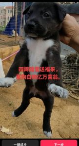 面相吉祥，好运连连！（黑狗白蹄白胸脯有什么讲究吗）