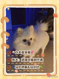 白色狗狗品种多，护理需求高，选对适合的为家庭带来欢乐（白色宠物狗都有什么品种）