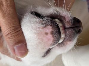 狗狗下巴毛有作用，多根象征性格（狗子下巴长一根毛）