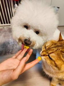 狗吃猫条偶尔没事，但要注意营养平衡（小狗吃带有猫草的猫条没事吧）