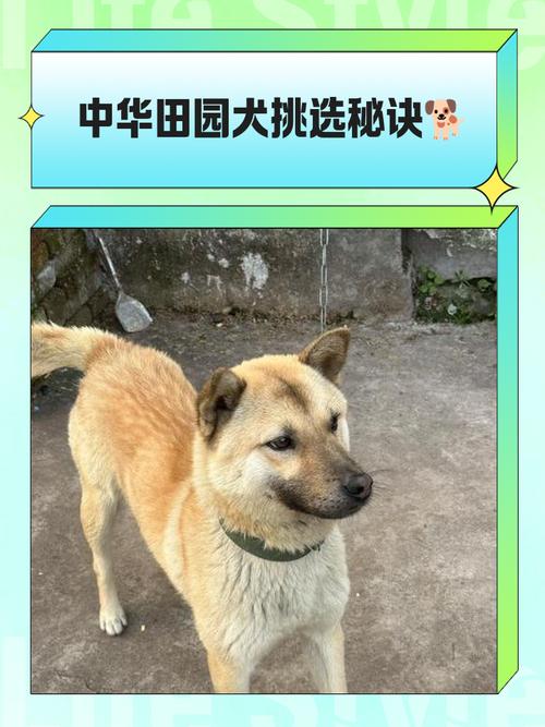 选优秀土狗看这几点,忠勇护家!(相狗经专看土狗) 选优秀土狗看这几点,忠勇护家!(相狗经专看土狗)
