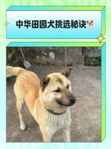 选优秀土狗看这几点，忠勇护家！（相狗经专看土狗）