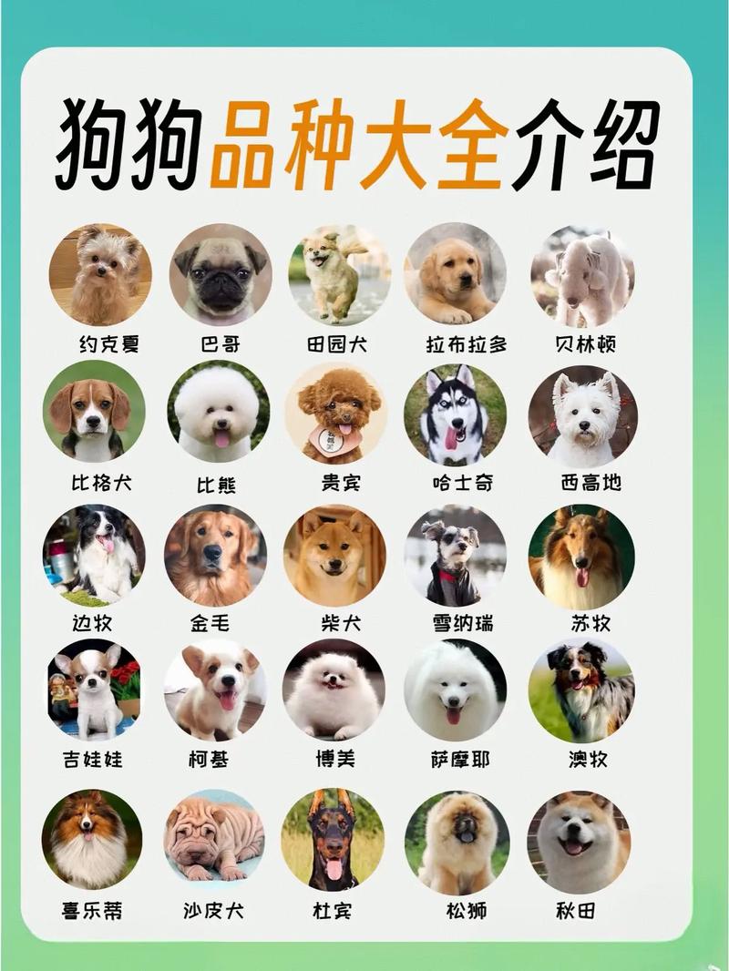 比熊马尔泰柯基柴犬博美(宠物狗推荐) 比熊马尔泰柯基柴犬博美(宠物狗推荐)
