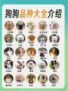 比熊马尔泰柯基柴犬博美（宠物狗推荐）