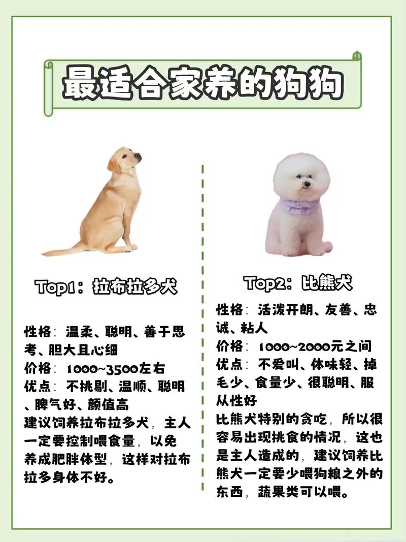 金毛拉布拉多萨摩耶,家庭好伙伴!(家养温顺的狗狗排名) 金毛拉布拉多萨摩耶,家庭好伙伴!(家养温顺的狗狗排名)