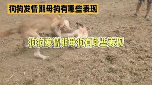 春季秋季狗发情期注意卫生防意外（狗狗的发情期是在几月份）