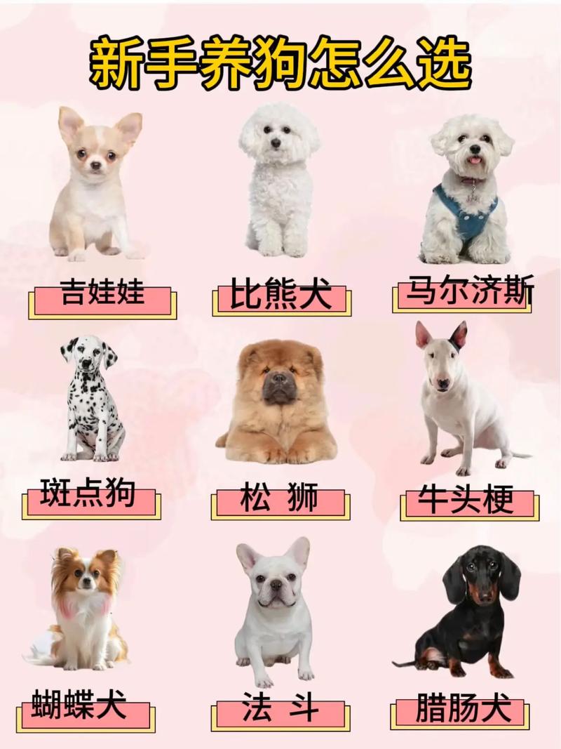 选狗看妈妈性格,选对理想伙伴(狗怎么选才选出好狗) 选狗看妈妈性格,选对理想伙伴(狗怎么选才选出好狗)