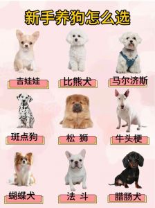 选狗看妈妈性格，选对理想伙伴（狗怎么选才选出好狗）