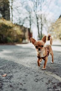 19种温顺犬推荐，家庭小孩好伙伴！（推荐我20只温顺的小狗可以吗）