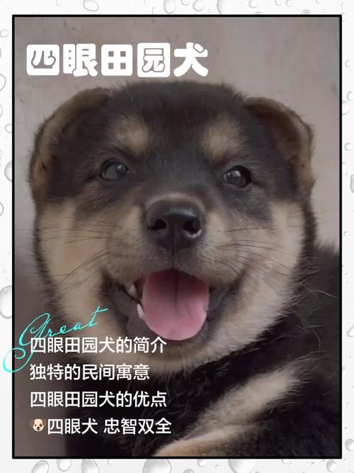 哪个更适合你?(狗王镜头指的哪个) 哪个更适合你?(狗王镜头指的哪个)