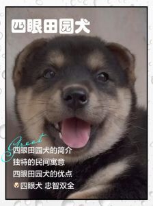 选田园犬看眼耳下颌，胆大适应强（广西田园犬怎样挑选狗眼睛的方法）