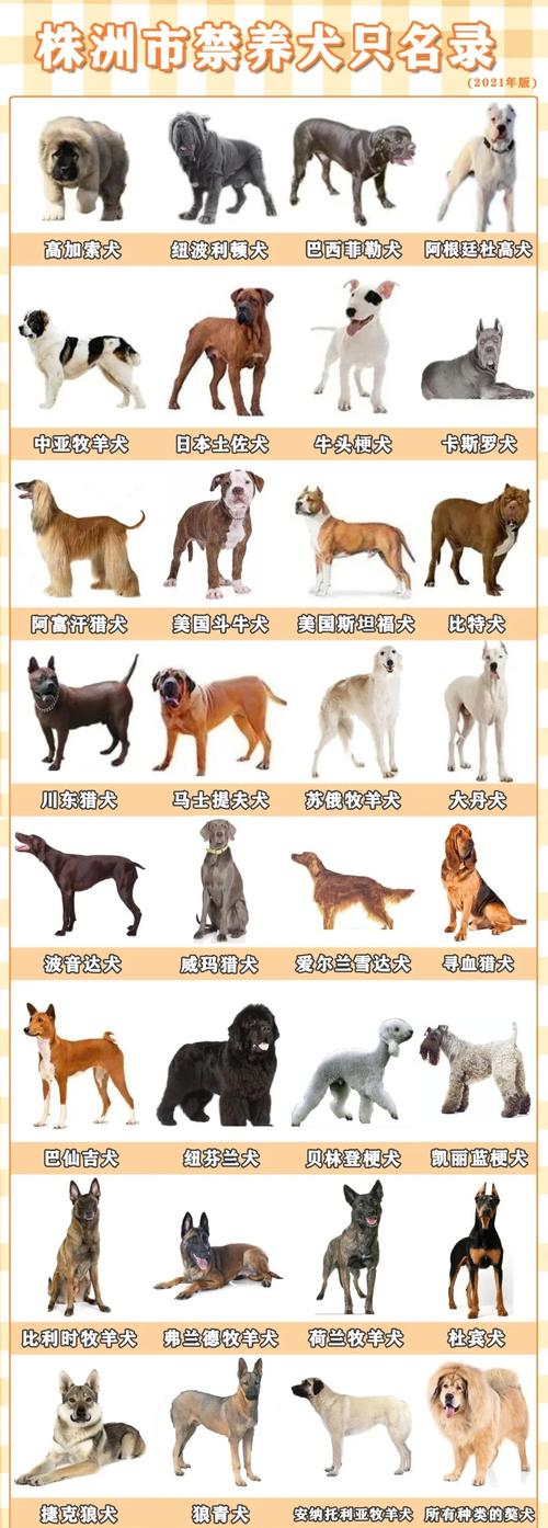 狗狗世界超丰富,AKC收录178品种,看图识犬!(狗狗种类照片大全) 狗狗世界超丰富,AKC收录178品种,看图识犬!(狗狗种类照片大全)