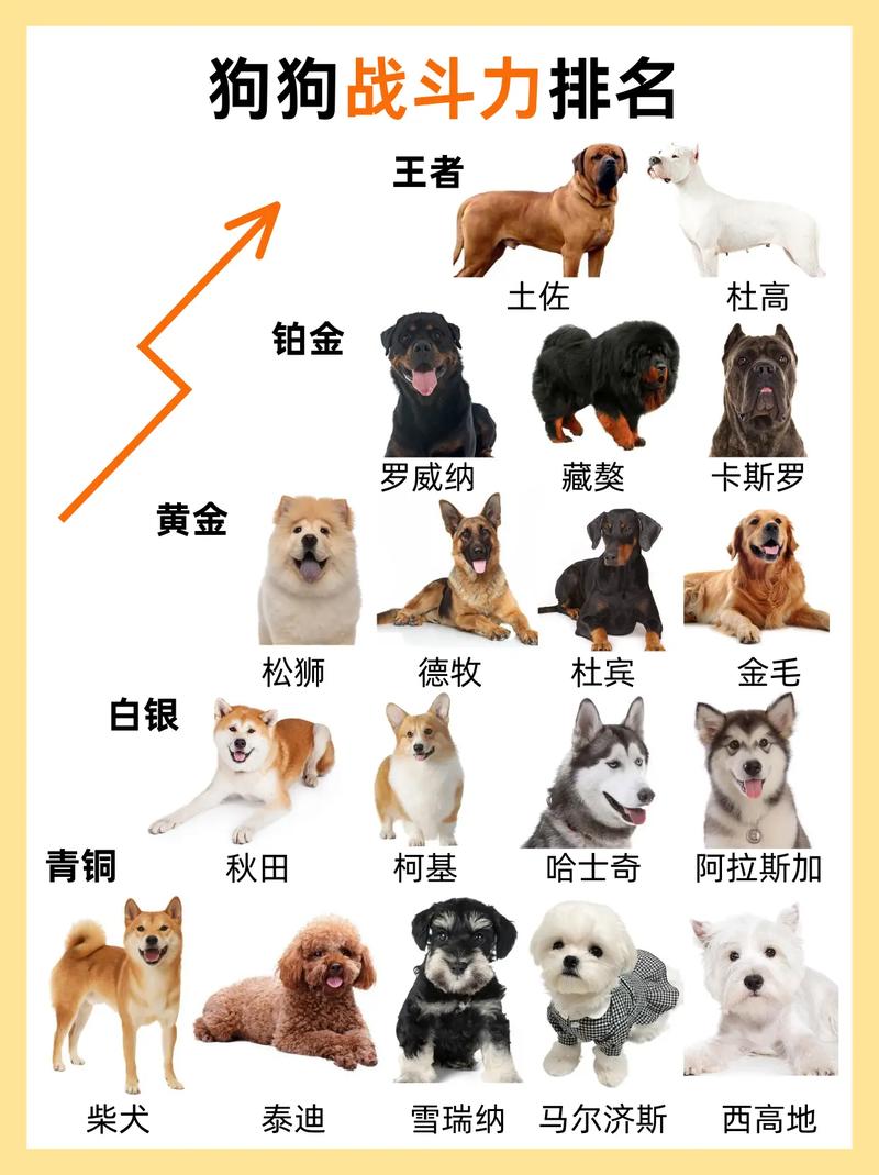 是财产还是伴侣?(狗属于什么财产) 是财产还是伴侣?(狗属于什么财产)