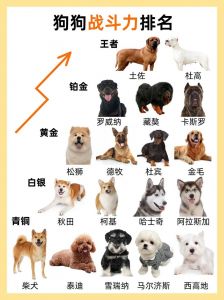 是财产还是伴侣？（狗属于什么财产）