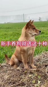 瓦盖鼻，中心尾，花舌头！（小土狗怎么看才是好狗）