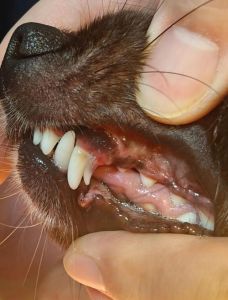 狗狗3-7个月换牙流口水怎么办？（狗子换牙流口水）