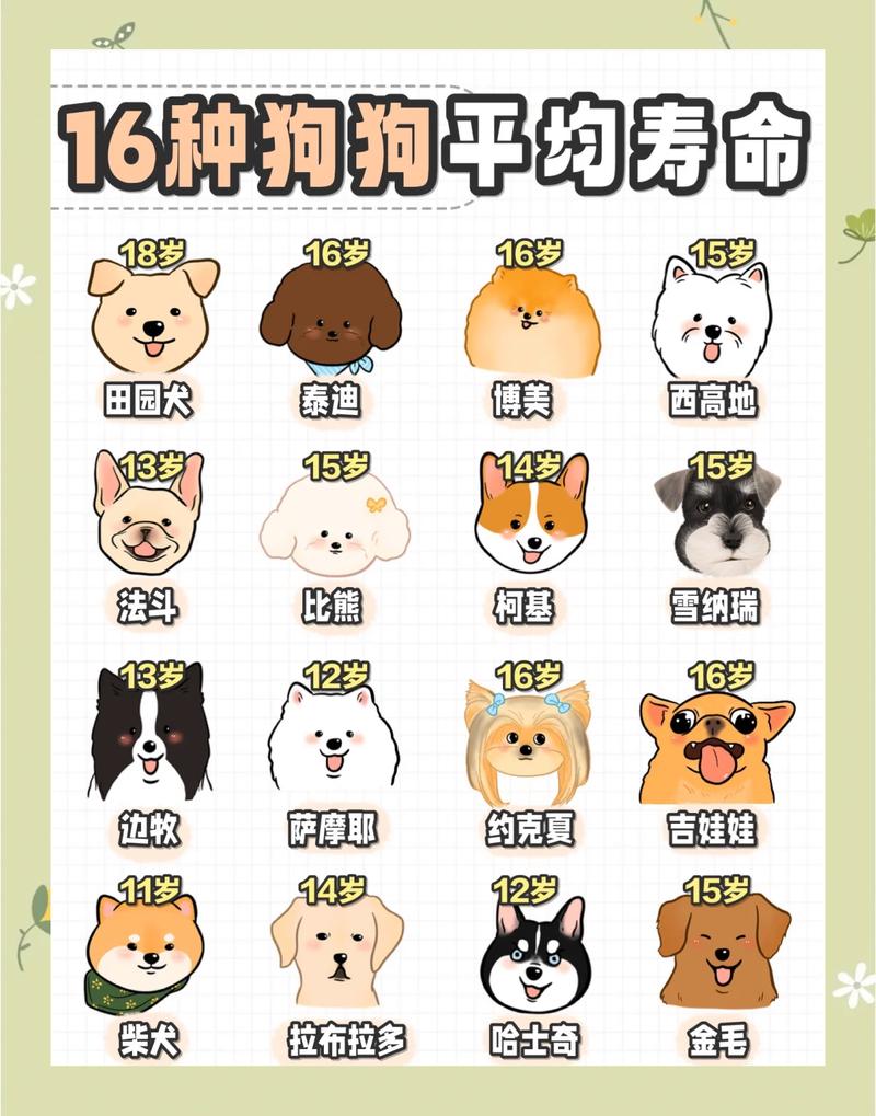 科学喂养免疫安全(狗子5个月相当于人几岁) 科学喂养免疫安全(狗子5个月相当于人几岁)