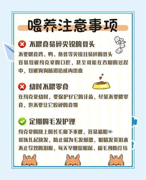 结合传统智慧与现代科学挑选健康宠物(怎么挑选宠物狗) 结合传统智慧与现代科学挑选健康宠物(怎么挑选宠物狗)