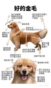 选狗狗看活力健康血统，选对是长久陪伴的开始（狗怎么挑）