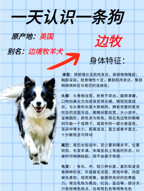 匀称体态亮眼睛,活泼好动看性格(边牧狗怎么挑选) 匀称体态亮眼睛,活泼好动看性格(边牧狗怎么挑选)