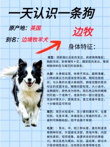 匀称体态亮眼睛，活泼好动看性格（边牧狗怎么挑选）