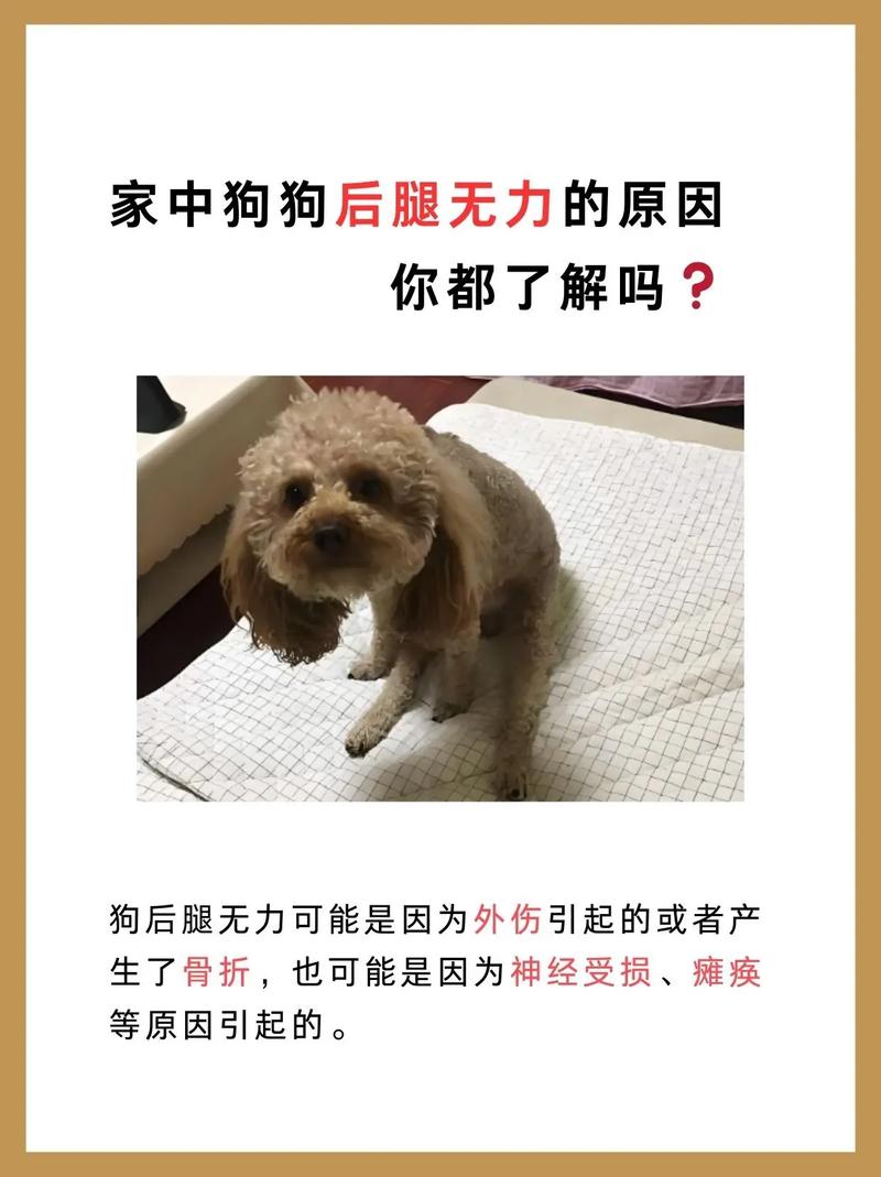 小狗腿软疼痛怎么办?(小狗后腿软无力站不住一碰还疼) 小狗腿软疼痛怎么办?(小狗后腿软无力站不住一碰还疼)