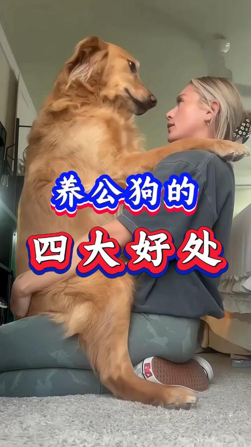 狗是财产但需负责,法律保障它权益(狗是公私财产吗) 狗是财产但需负责,法律保障它权益(狗是公私财产吗)