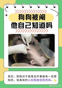 放狗咬人反击是否正当防卫？（小狗主人被打了怎么办）