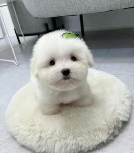 棉花狗名温暖纯真，铲屎官日常反差萌（我的狗子叫棉花）