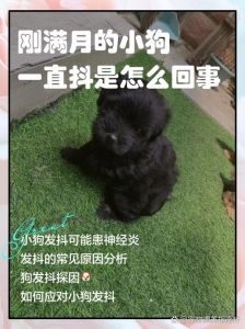 小狗一碰就叫，快看是否受伤了！（小狗一直发抖一碰就叫）