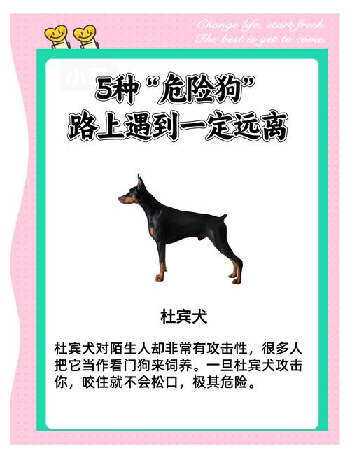 狗狗胆小怕事,敏感易惊吓,多理解多关爱(狗怕什么) 狗狗胆小怕事,敏感易惊吓,多理解多关爱(狗怕什么)