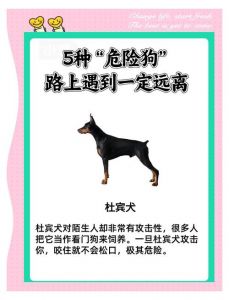 狗狗胆小怕事，敏感易惊吓，多理解多关爱（狗怕什么）