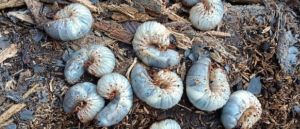 挖土王者，农田三栖害虫（地狗子虫）