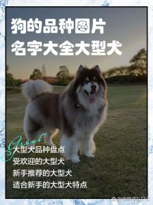 选适合你的狗狗（狗大全品种大全图片）