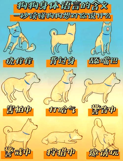 狗狗靠脸味儿声音抚摸记住主人(怎么记住狗狗的特别模样) 狗狗靠脸味儿声音抚摸记住主人(怎么记住狗狗的特别模样)