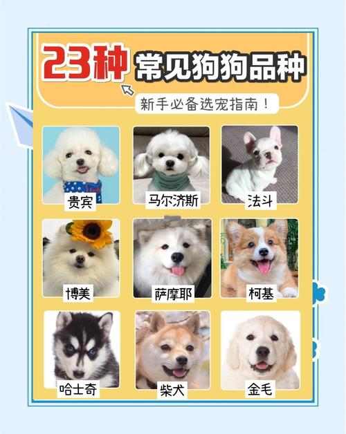 狗狗品种看体型毛色性格(怎么分别狗狗的品种) 狗狗品种看体型毛色性格(怎么分别狗狗的品种)