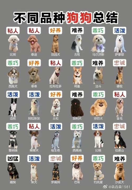 可爱狗狗护理指南(小狗品种) 可爱狗狗护理指南(小狗品种)
