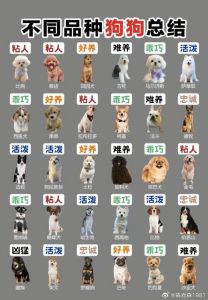 可爱狗狗护理指南（小狗品种）