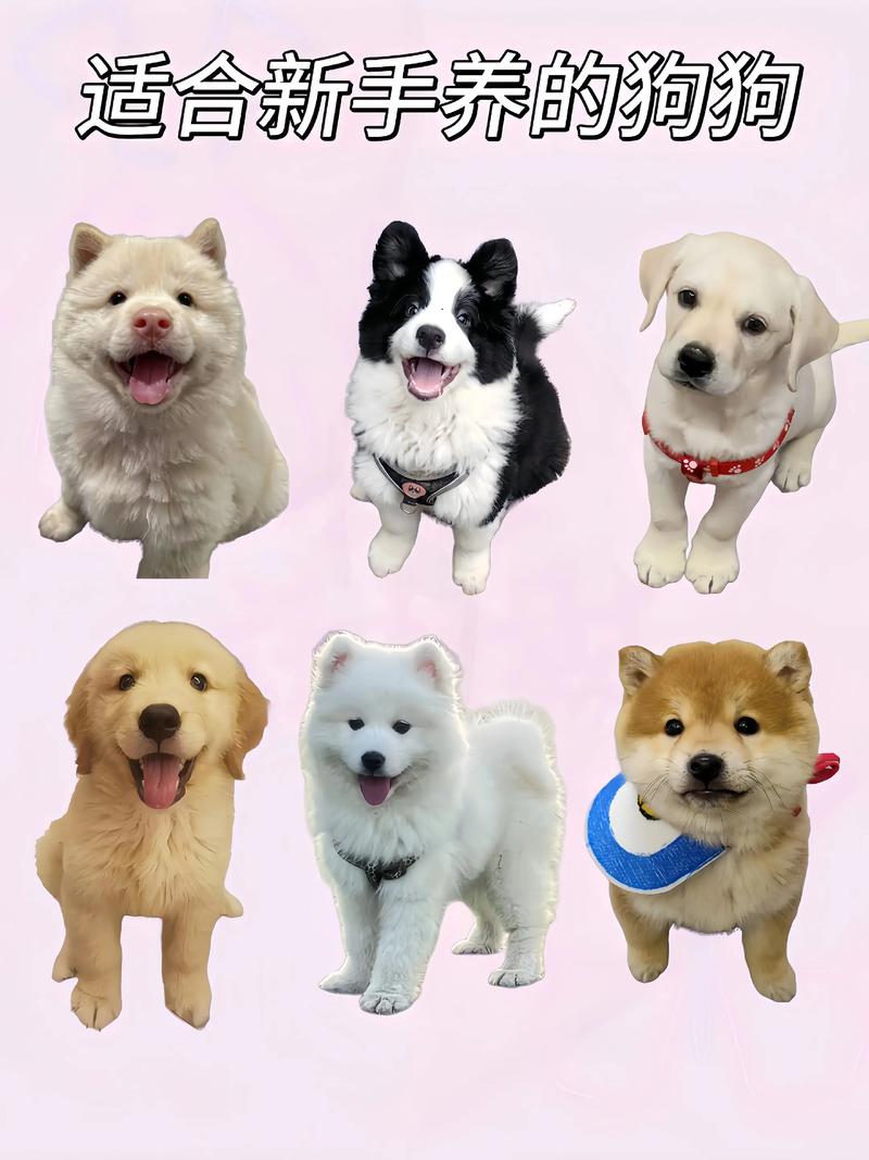 养狗选小型犬,泰迪雪纳瑞很合适!(小小狗狗品种) 养狗选小型犬,泰迪雪纳瑞很合适!(小小狗狗品种)