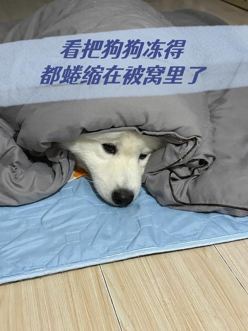 北方寒冬护好狗,别让小家伙冻着了!(北方狗子冻成啥样) 北方寒冬护好狗,别让小家伙冻着了!(北方狗子冻成啥样)