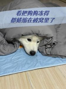 北方寒冬护好狗，别让小家伙冻着了！（北方狗子冻成啥样）