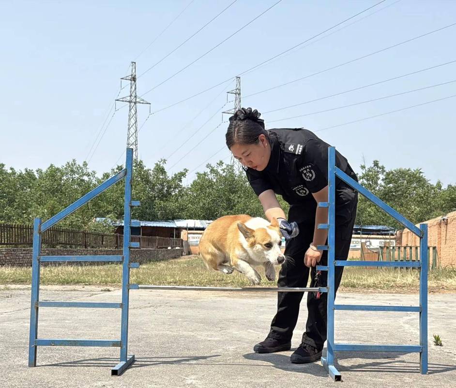 《犬人》探讨伦理边界,人性与法律反思(把人训练成宠物的训狗) 《犬人》探讨伦理边界,人性与法律反思(把人训练成宠物的训狗)
