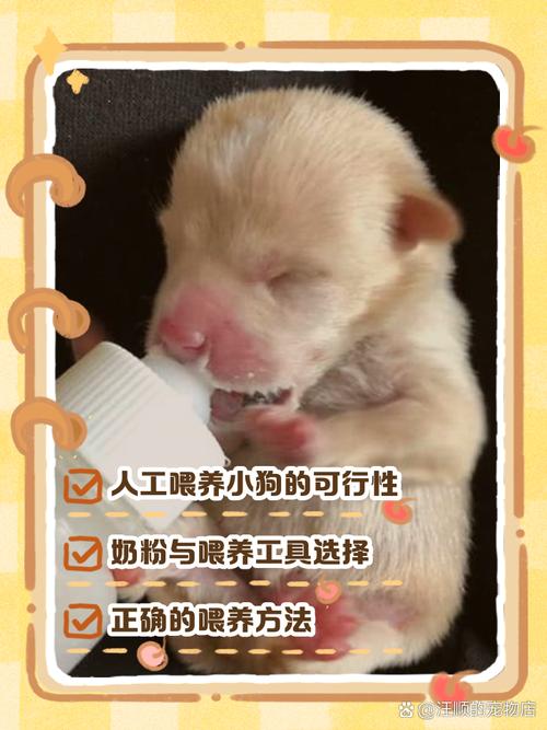 新生小狗保温关 trọng,吃奶看体重,观察健康,科学护理(刚出生的小狗如何养) 新生小狗保温关 trọng,吃奶看体重,观察健康,科学护理(刚出生的小狗如何养)