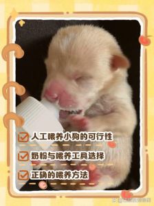 新生小狗保温关 trọng，吃奶看体重，观察健康，科学护理（刚出生的小狗如何养）